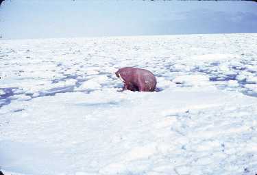 Bull Walrus about a mile inside the Bering Sea ice pack