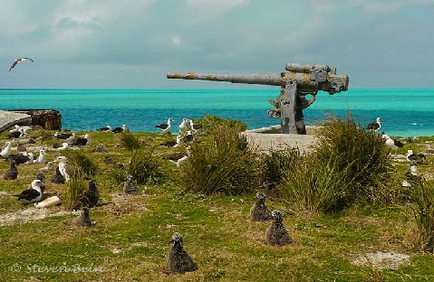 Photo of Albatross Flying Down the Sight Line