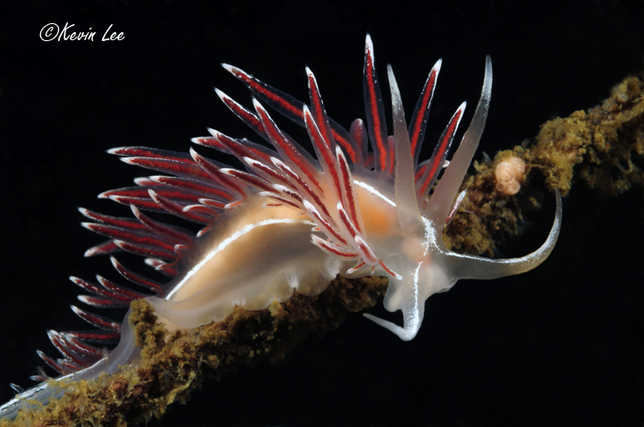Photo of Arctic Sea Slug