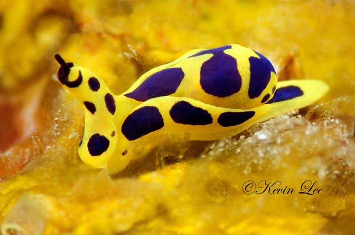 Photo of Kenya Sea Slug