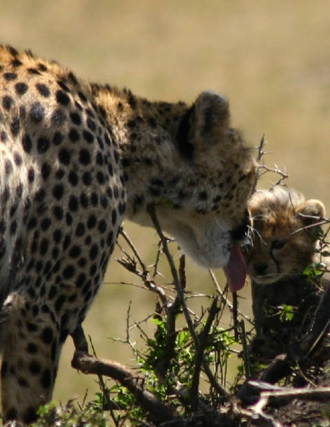 Photo of Mother Cheetah Grooming Her Cub