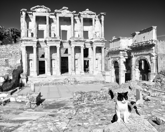 Cat and the Library - Ephesus, Turkey - © 2014 Ralph Velasco