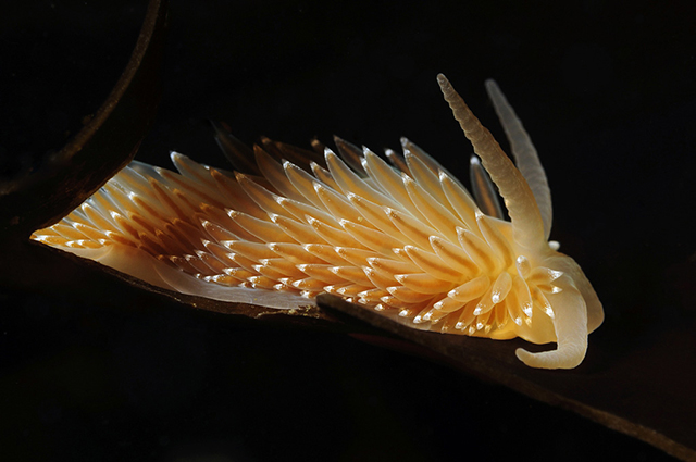 Coryphella Polaris