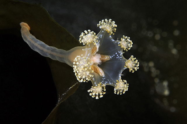 STAUROMEDUSAE / STAUROZOA, Benthic Jelly<br />Svalbard, Norway, Arctic Ocean