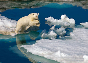 Svalbard - Bear