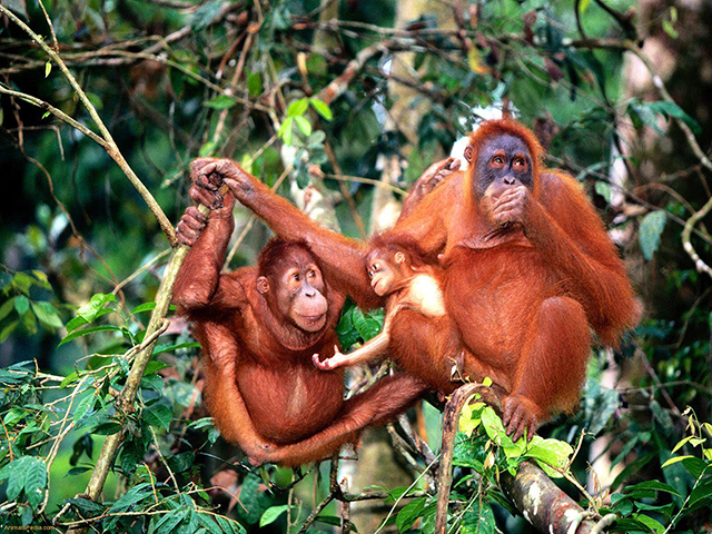 Orangutans