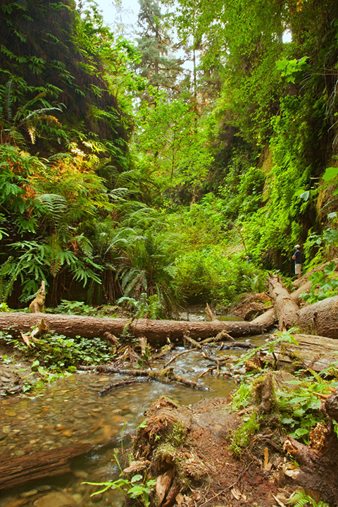 Fern Canyon
