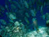 Sipidan School of Fish em.jpg (170432 bytes)